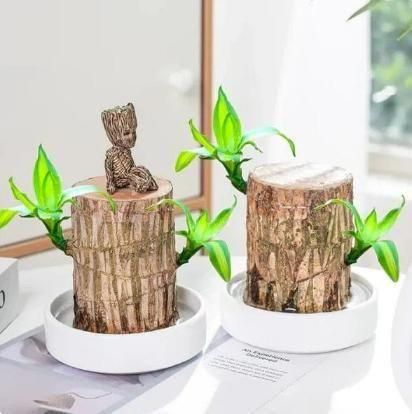 Brazilian wood plant Pack of 2 - OwnzoKart