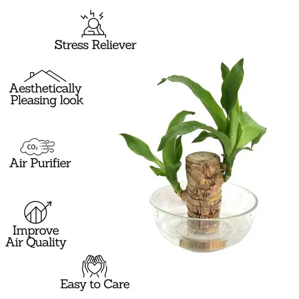Brazilian wood plant Pack of 2 - OwnzoKart