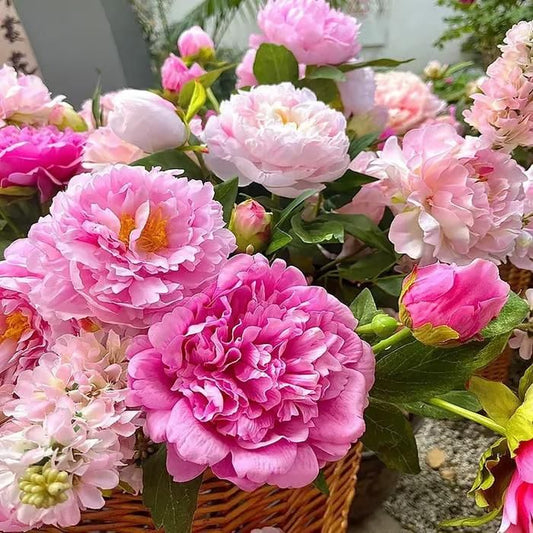 The Queen of Flowers?Peony Flower (Pack of 20) - OwnzoKart