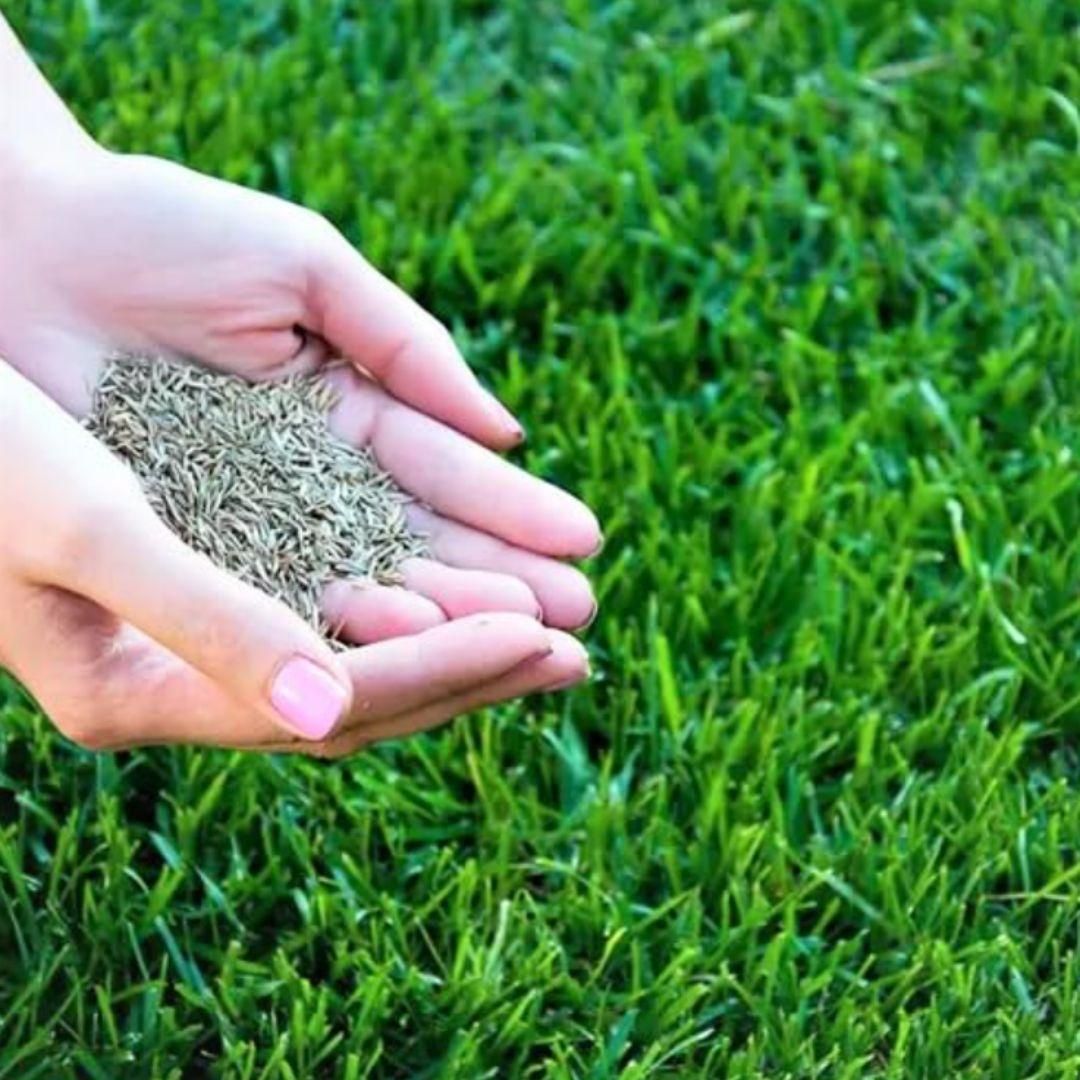 Grass Seeds Hybrid Best For Your Beautiful Home Gardening (Pack Of 100 seeds) (Pack of 1) - OwnzoKart