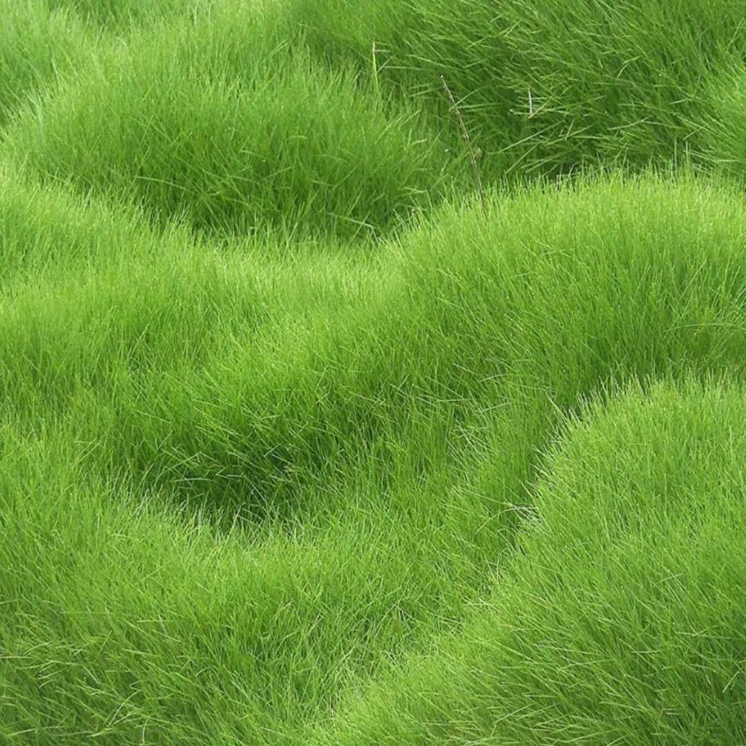 Grass Seeds Hybrid Best For Your Beautiful Home Gardening (Pack Of 100 seeds) (Pack of 1) - OwnzoKart