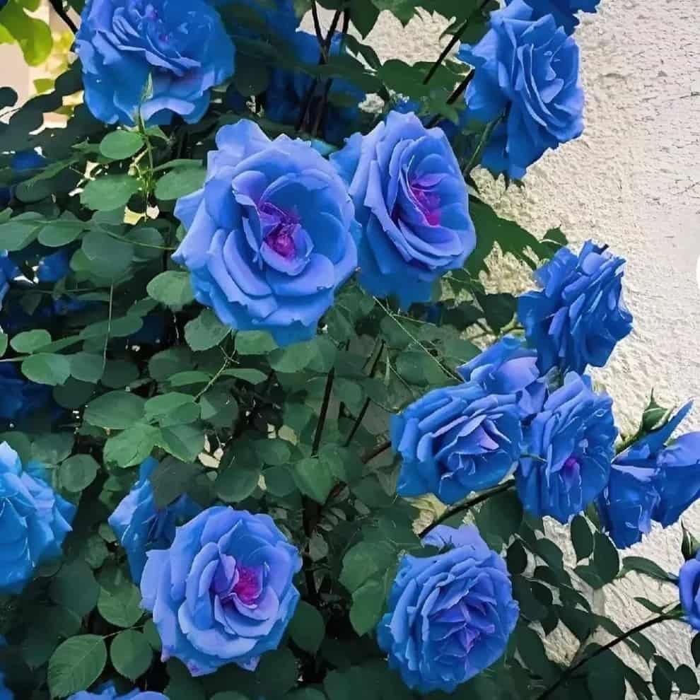 Blue Climbing Rose Seeds - OwnzoKart