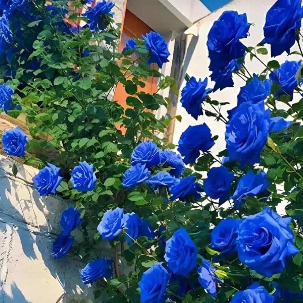 Blue Climbing Rose Seeds - OwnzoKart