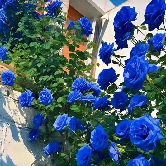 Blue Climbing Rose Seeds - OwnzoKart
