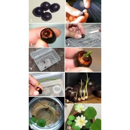 Premium Flower Seeds - High-Quality Varieties for Vibrant Gardens - OwnzoKart