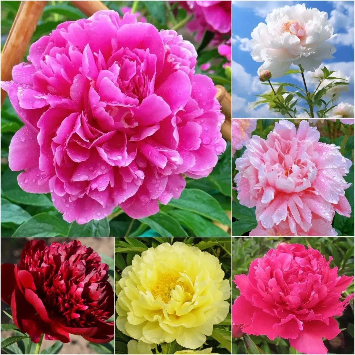 The Queen of Flowers?Peony Flower (Pack of 20) - OwnzoKart