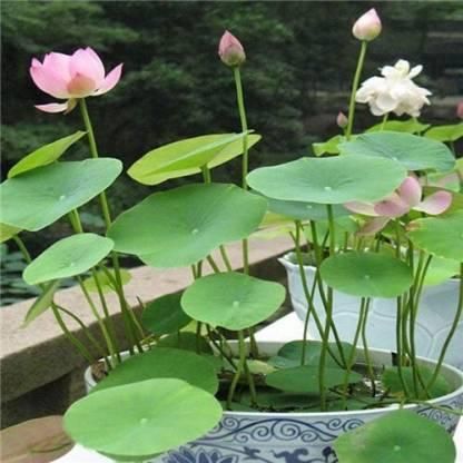 Premium Flower Seeds - High-Quality Varieties for Vibrant Gardens - OwnzoKart
