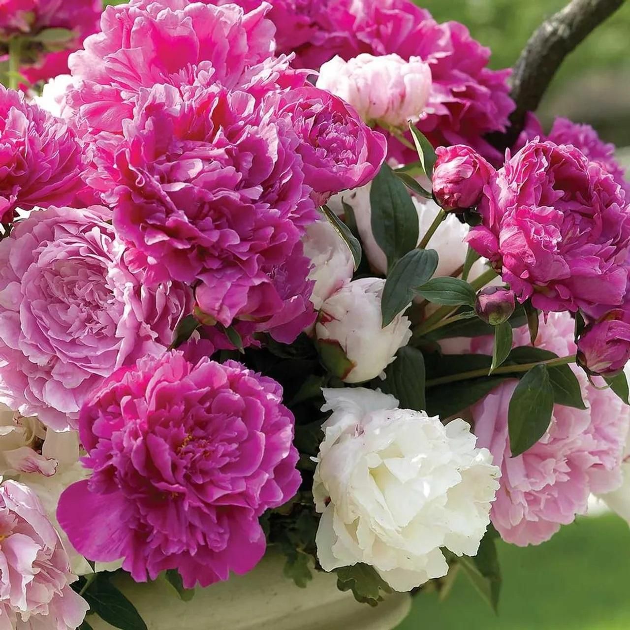 The Queen of Flowers?Peony Flower (Pack of 20) - OwnzoKart