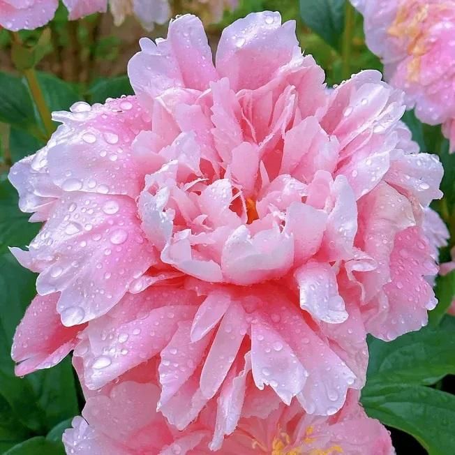 The Queen of Flowers?Peony Flower (Pack of 20) - OwnzoKart
