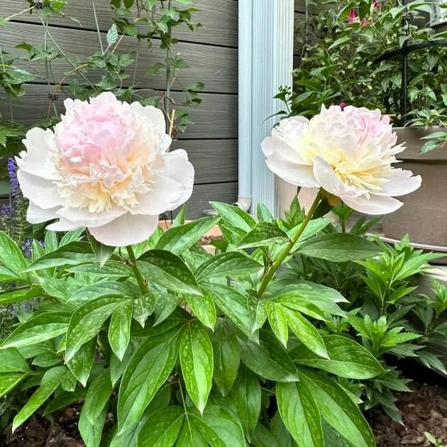 The Queen of Flowers?Peony Flower (Pack of 20) - OwnzoKart