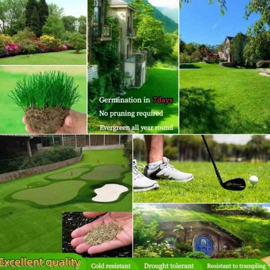 Grass Seeds Hybrid Best For Your Beautiful Home Gardening (Pack Of 100 seeds) (Pack of 1) - OwnzoKart