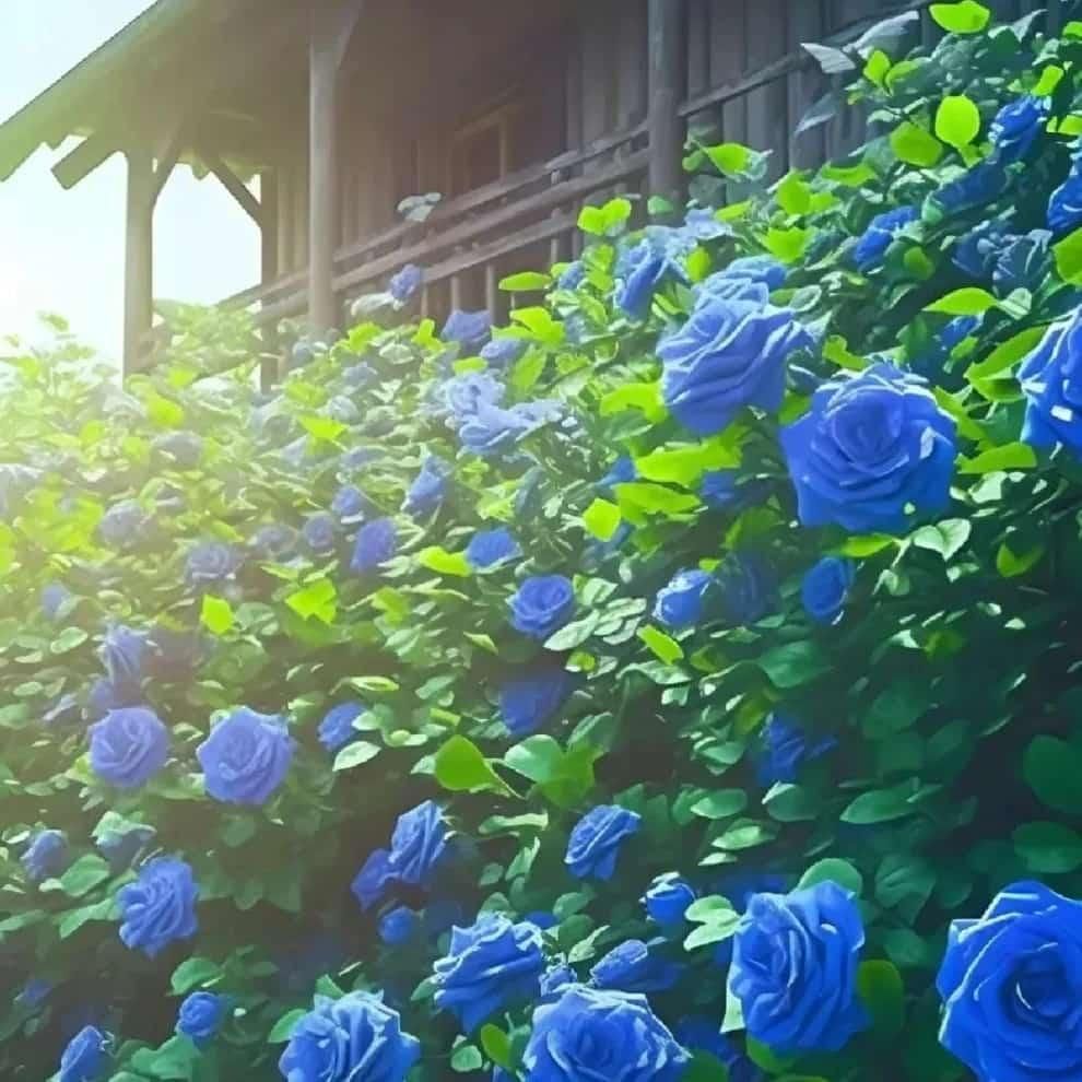 Blue Climbing Rose Seeds - OwnzoKart
