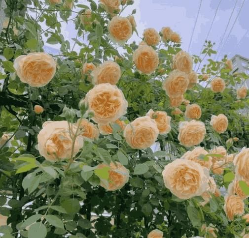 Elegant Climbing Rose Flower Seeds - OwnzoKart