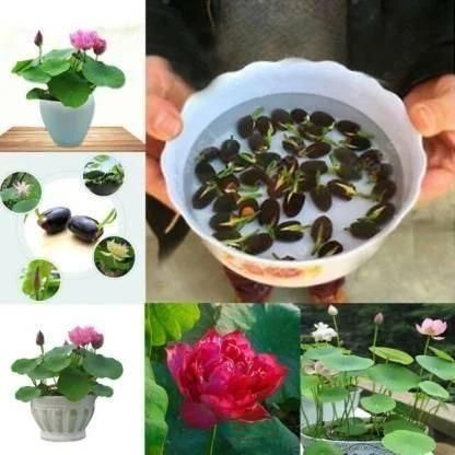 Premium Flower Seeds - High-Quality Varieties for Vibrant Gardens - OwnzoKart