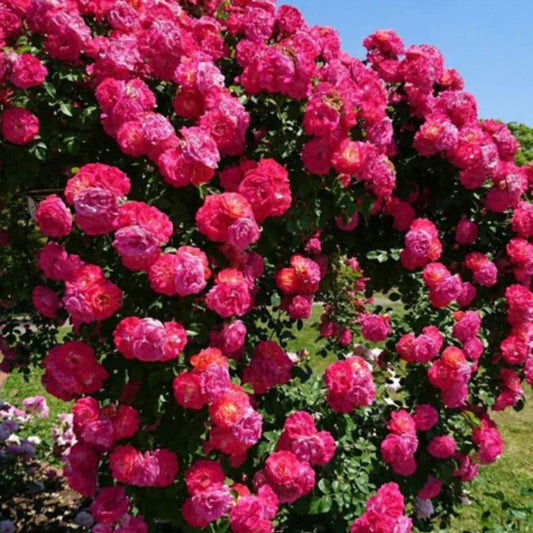Elegant Climbing Rose Flower Seeds - OwnzoKart