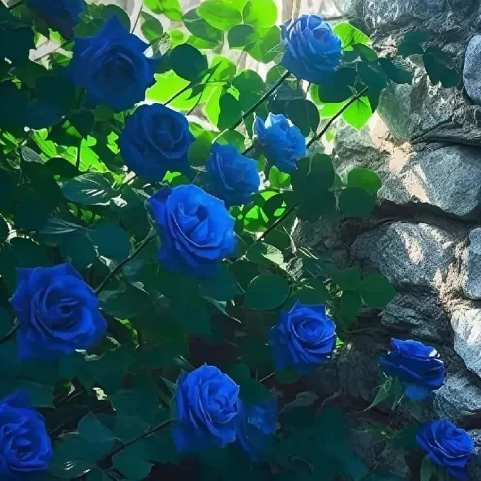 Blue Climbing Rose Seeds - OwnzoKart